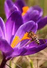 Krokus Biene Garten FKB